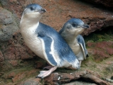 Blue Penguins